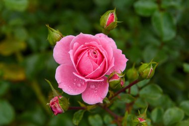 Manzarada şenlikli çiçekler.