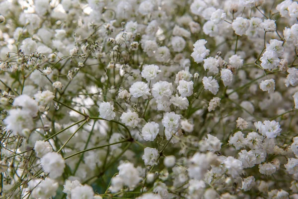 窗户内部的装饰花 — 图库照片