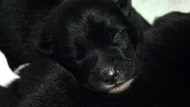 Een Pasgeboren Zwarte Puppy Slaapt Zoogperiode Van Blinde Pups — Stockvideo