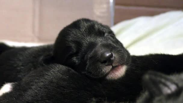 Cachorro Negro Recién Nacido Está Durmiendo Período Succión Cachorros Ciegos — Vídeos de Stock