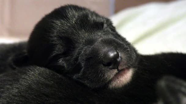 Newborn Black Puppy Sleeping Suckling Period Blind Puppies — Stock Video