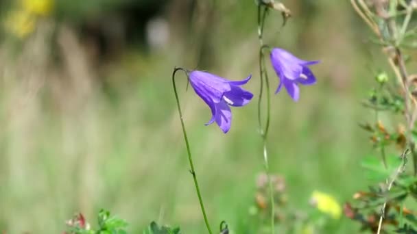 Hutan Liar Bunga Bluebells Rumput Bunga Alam Musim Panas — Stok Video