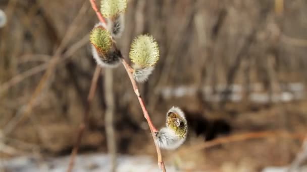 Abeille sur une branche d'un saule — Video