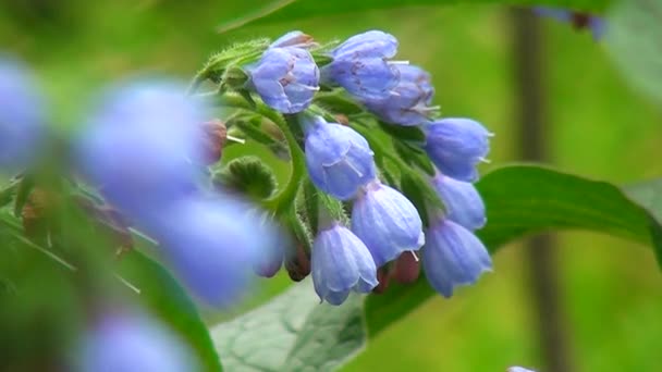 Frühlingsblumen — Stockvideo