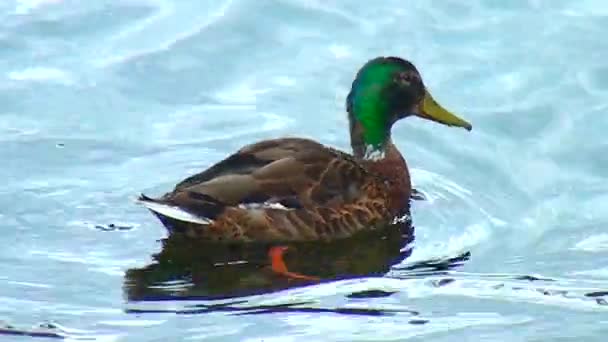 Duck on the water — Stock Video