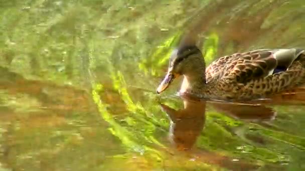 Утка на воде — стоковое видео