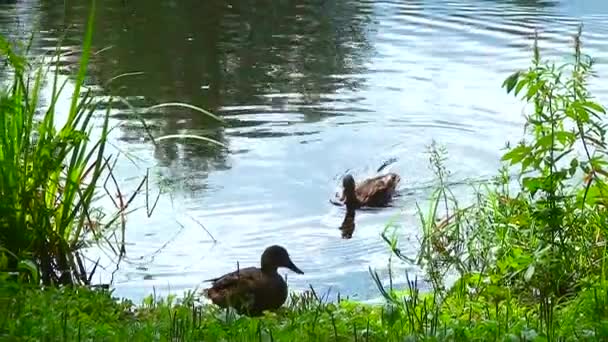 Eend op het water — Stockvideo