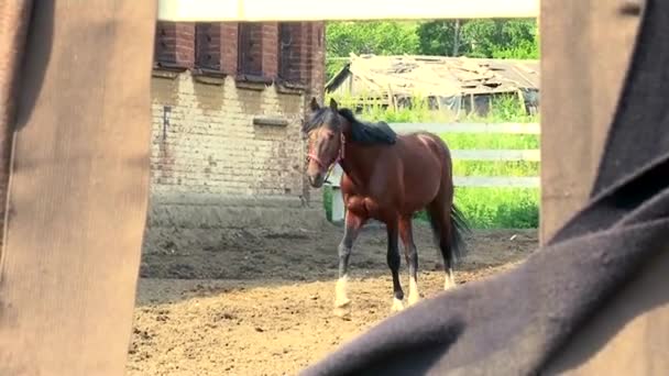 Hermoso caballo en movimiento — Vídeos de Stock