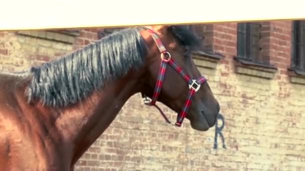 Schönes Pferd in Bewegung — Stockvideo