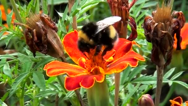 Bumblebee bebe el néctar de una flor — Vídeo de stock