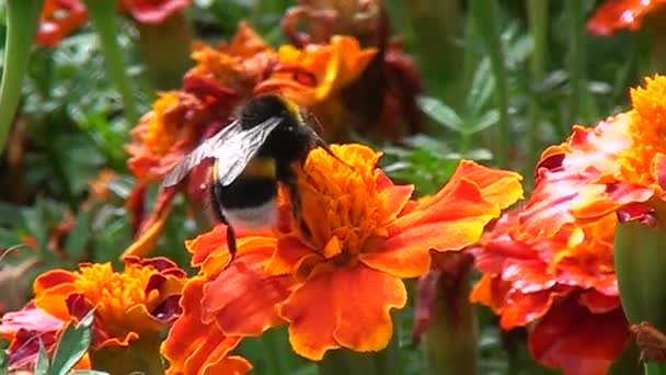 Bumble bee op een zachte bloem — Stockvideo