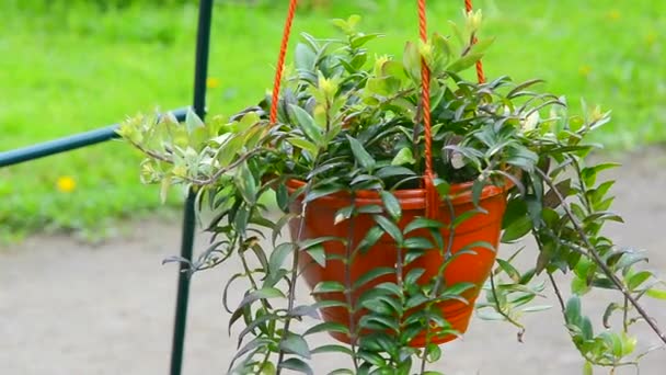 남 비, 정원에서 꽃 화분 — 비디오