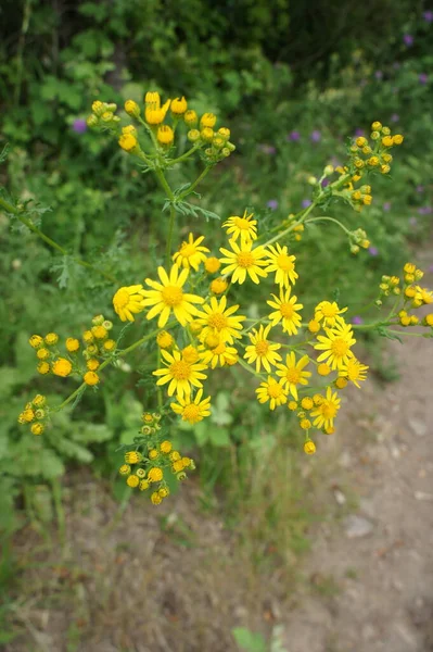 Herb rose, plant herb rose, yellow flowers