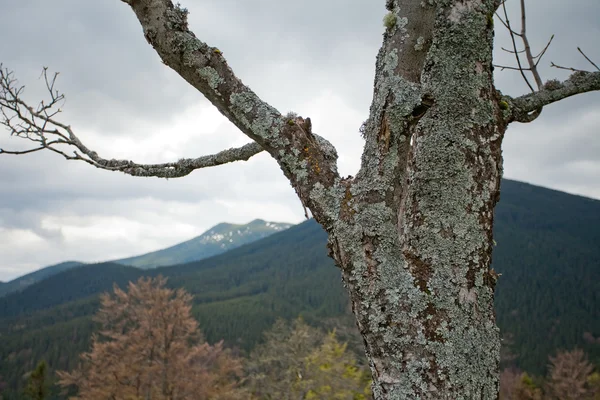 Elemento de árbol seco solo en las montañas de Carpatian — Foto de Stock