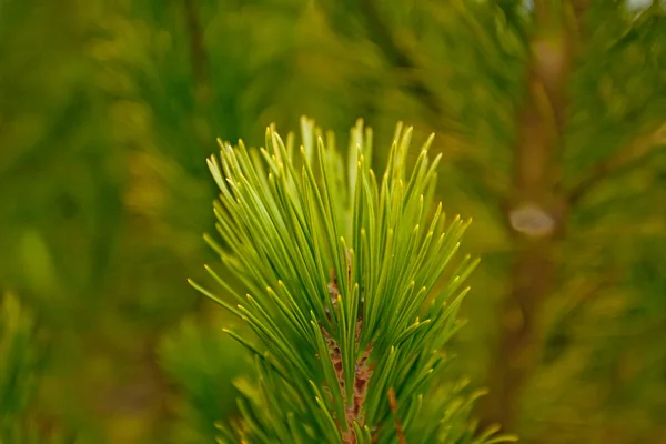 Pine tree, close up, macro — Stock Photo, Image