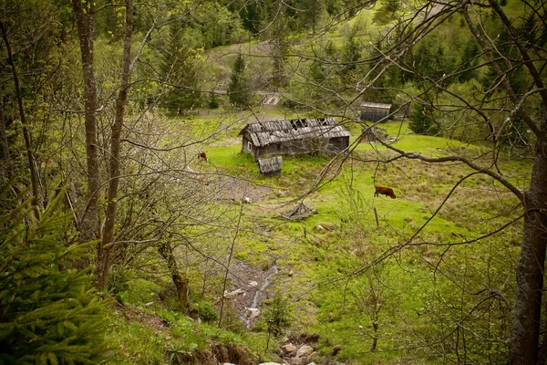 Casa abandonada en las montañas de Carpatian, Ucrania . — Foto de Stock