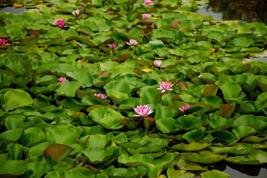 Nilüfer pembe, yakın çekim.