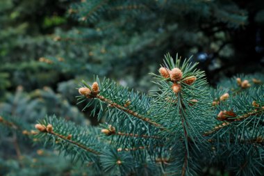 Detail of fresh spruce branch in forest clipart