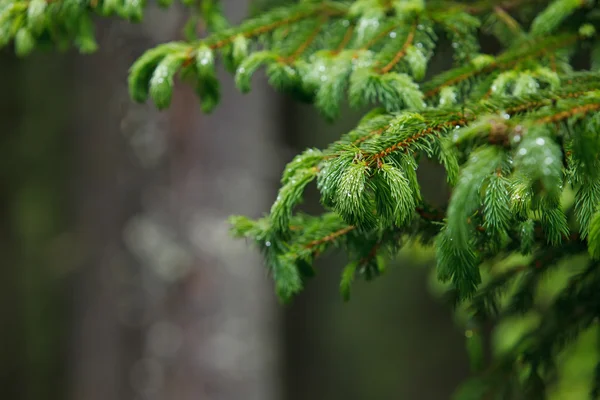 Closeup of pine branches — Stock Photo, Image