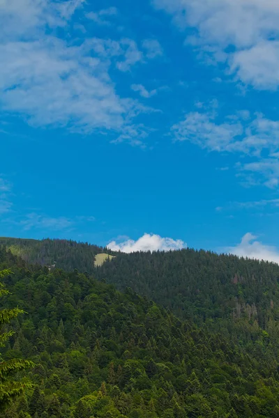 Carpathian forest — Stockfoto