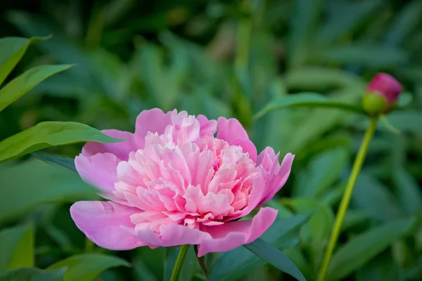 Brilhante rosa e peônia branca ib verão — Fotografia de Stock