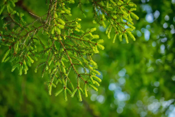 Green pine tree in close in summer in young forest — Stock Photo, Image