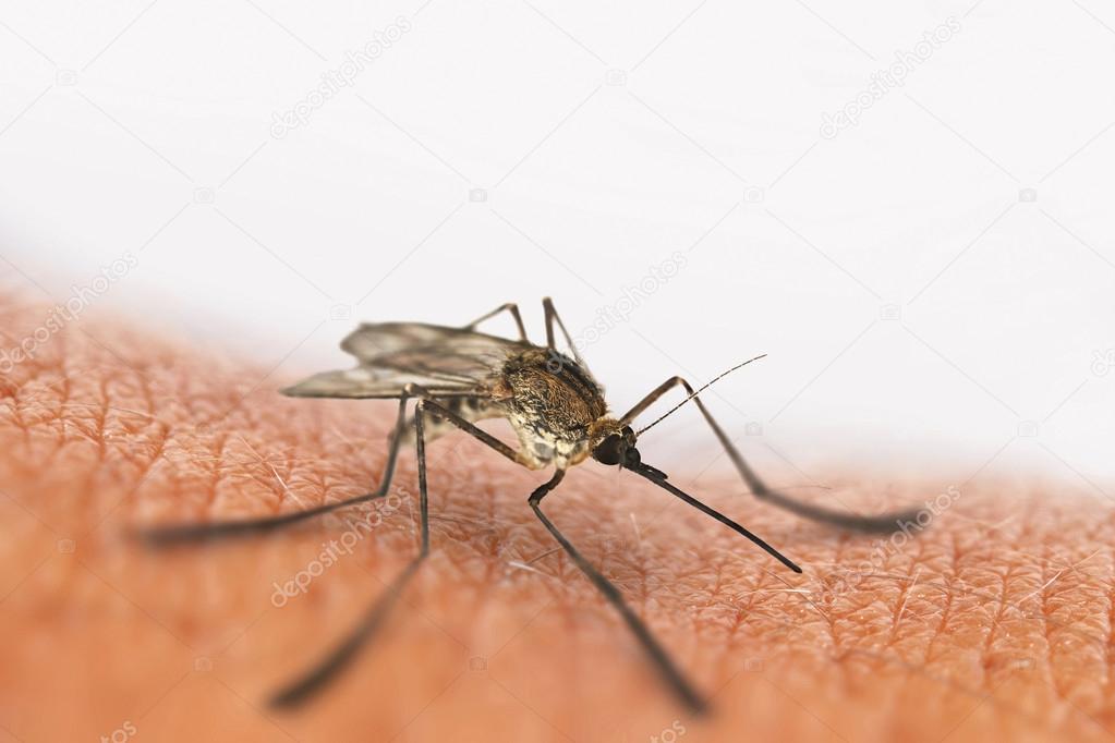 Mosquito bite isolated on white, sits on the skin. 