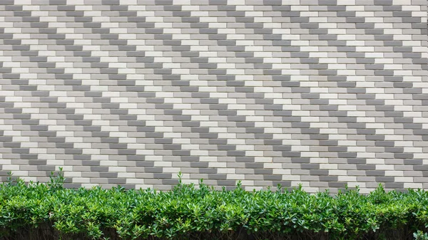 Arbustos verdes sobre un fondo de ladrillos — Foto de Stock
