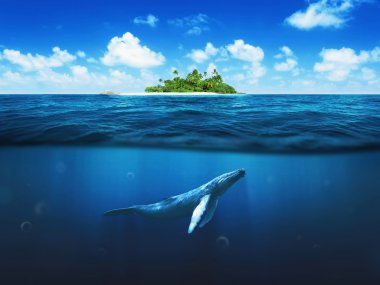 Beautiful island with palm trees. Whale underwater