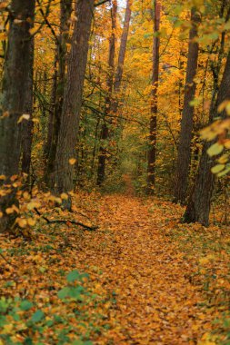 Parlak sonbahar renkleri ve uzun çam ağaçlarıyla çevrili sakin bir park yolu. Renkli ormanlık alanda dolambaçlı bir yolu olan güzel sonbahar manzarası.