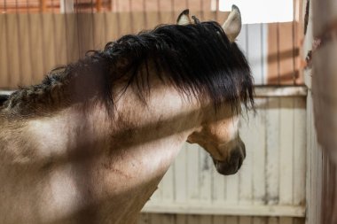 Ahşap bir ahırda duran koyu yeleli bir atın yakın plan portresi, çiftlik hayvanı fotoğrafçılığı. Sabit, evcil bir hayvan fotoğrafında koyu yeleli bir atın yakın plan portresi..