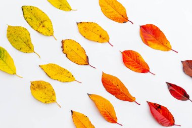 Sonbahar yaprakları beyaz arka planda rengarenk bir eğilim gösteriyor. Yaratıcı fikir. Sonbahar rengi ve sonbahar yaşlanma süreci, kavram. Sonbahar renkleri gradyanı