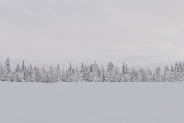 Kış manzarasında karla kaplı bir tarla ve soluk bir gökyüzünün altında donuk ve yemyeşil ağaçlar var. Minimalizm, soğuk, doğa. Noel ve Yeni Yıl