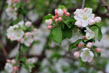 bahar elma çiçeği, beyaz ve pembe çiçekler