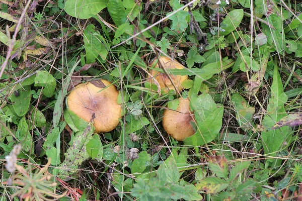 Funghi Forestali Commestibili Non Commestibili — Foto Stock