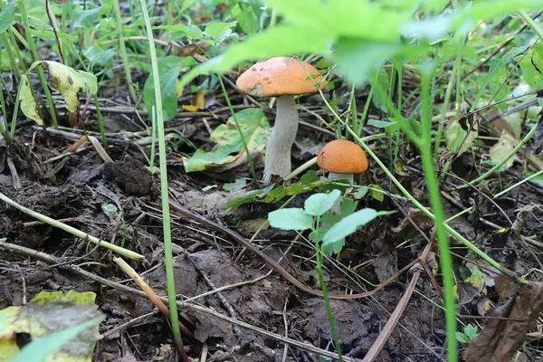 Ehető Ehetetlen Erdei Gomba — Stock Fotó