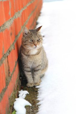 Avrupalı, yaşlı, karlı bir duvarın yanında oturan bilge bir kedi.
