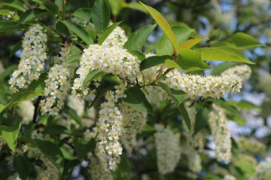bahar kiraz çiçekleri, beyaz çiçekler