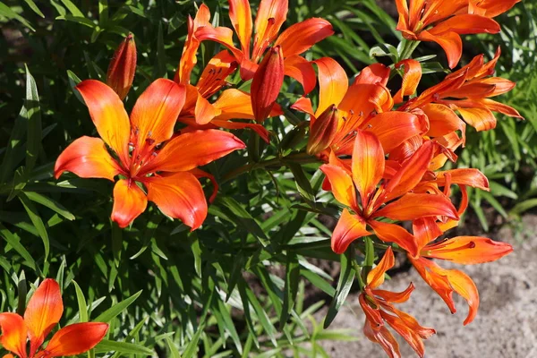 Çiçekler Turuncu Lily Çiçek — Stok fotoğraf