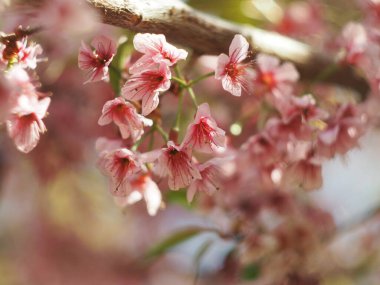 Tayland 'ın kuzeyinde Phaya Sueklong adında bir çiçek tomurcuğu.