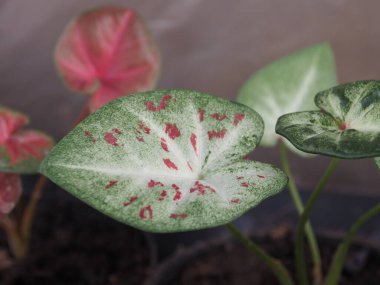 Yaprakların kaladyum bicolor qeen renkli ve yaprakların çeşitliliği 
