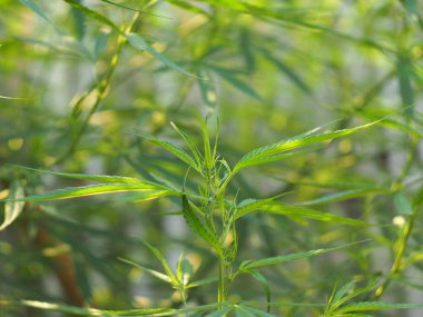 Marihuana ağacı ve yapraklar ilaç ve sağlıklı tarlalar için.