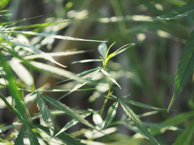 Marihuana ağacı ve yapraklar ilaç ve sağlıklı tarlalar için.