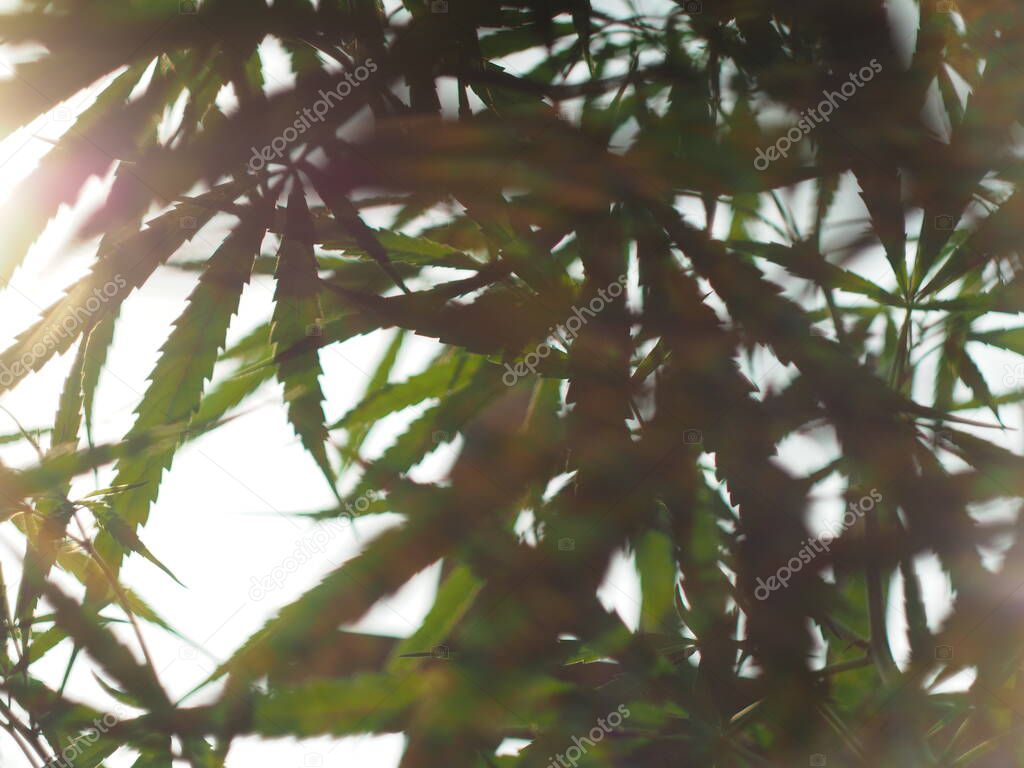 marijuana tree and leafs plantation for medicine and healthy