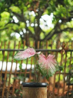 Kaladyum çift renkli yapraklar saksıda süslemeye hazır.