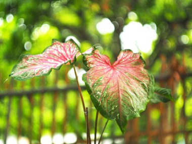Kaladyum çift renkli yapraklar saksıda süslemeye hazır.