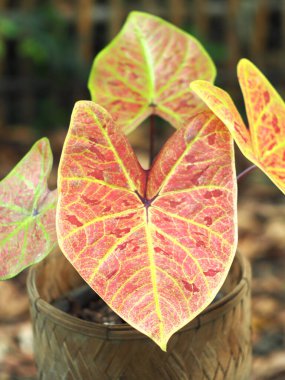 Kaladyum çift renkli yapraklar saksıda süslemeye hazır.