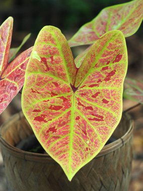 Kaladyum çift renkli yapraklar saksıda süslemeye hazır.