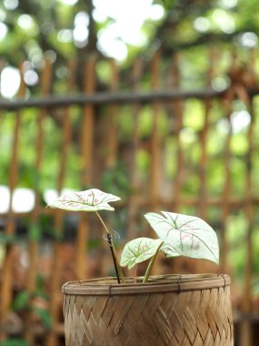 Kaladyum çift renkli yapraklar saksıda süslemeye hazır.
