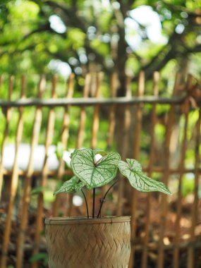 Kaladyum çift renkli yapraklar saksıda süslemeye hazır.